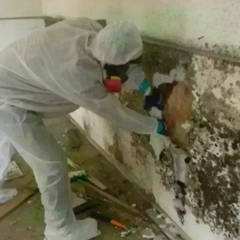 Mold Remediation and Removal in Honeyville, UT